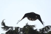IMG_0005.jpg