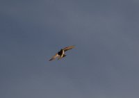 IMG_0002.jpg