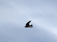 IMG_0003.jpg