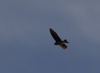 IMG_0004.jpg