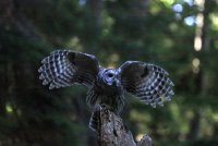 IMG_0003.jpg