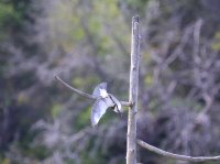 IMG_0002.jpg