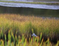 IMG_0006.jpg