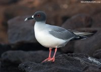gullswallowtailed011815galapagos2.jpg