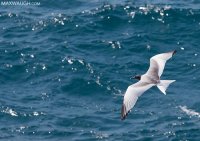 gullswallowtailed011215galapagos10.jpg