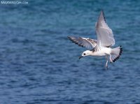 gullswallowtailed011215galapagos6.jpg