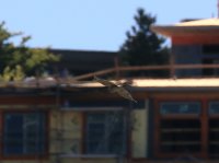 IMG_0001.jpg