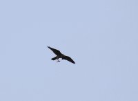 IMG_0002.jpg