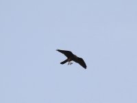 IMG_0003.jpg