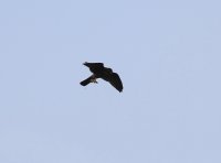 IMG_0004.jpg