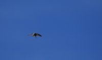 IMG_0003.jpg