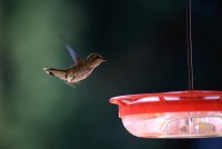 IMG_0005.jpg
