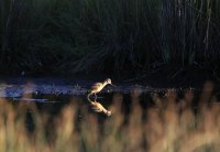 IMG_0008.jpg