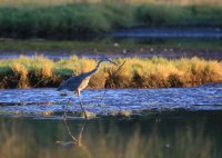 IMG_0009.jpg