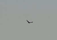 IMG_0001.jpg