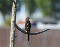 IMG_0001.jpg