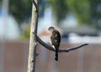 IMG_0002.jpg