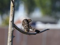 IMG_0003.jpg