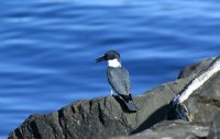IMG_0001.jpg