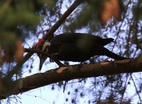 IMG_0001.jpg