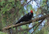 IMG_0003.jpg