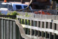 IMG_0003.jpg