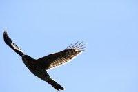 IMG_0005.jpg