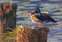 IMG_9831 sm.jpg