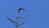 IMG_0005.jpg