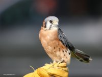 9-16-2017 Kestrel Pateros Hawkwatch_2656.JPG 9-16-2017 Kestrel Pateros Hawkwatch_2656.JPG
