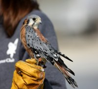 9-16-2017 Kestrel Pateros Hawkwatch_2664.JPG 9-16-2017 Kestrel Pateros Hawkwatch_2664.JPG