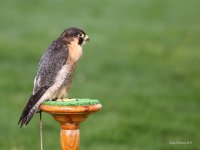 9-16-2017 Aplomado Falcon Pateros Hawkwatch_2643.JPG 9-16-2017 Aplomado Falcon Pateros Hawkwatch_2643.JPG