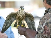9-16-2017 gyrfalcon Pateros Hawkwatch_2691.JPG 9-16-2017 gyrfalcon Pateros Hawkwatch_2691.JPG
