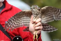 9-16-2017 Banded Sharpie ready for release chelan ridge_2729.JPG 9-16-2017 Banded Sharpie ready for release chelan ridge_2729.JPG