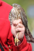 9-16-2017 Banded Sharpie ready for release chelan ridge_2743.JPG