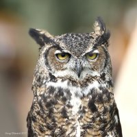 9-16-2017 Great Horned Owl Pateros Hawkwatch_2676.JPG