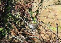 IMG_0003.jpg