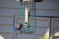 IMG_0004.jpg