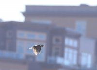 IMG_0002.jpg