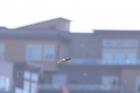 IMG_0003.jpg