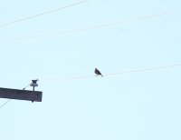 IMG_0005.jpg