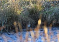 IMG_0004.jpg