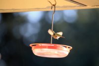 IMG_0004.jpg