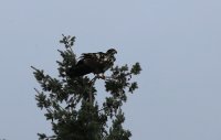 IMG_0002.jpg