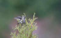 IMG_0001.jpg