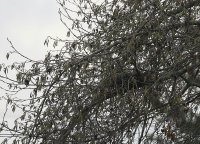 IMG_0001.jpg