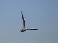 IMG_0001.jpg