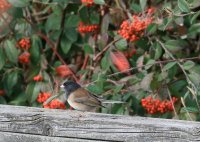 IMG_0004.jpg