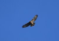 IMG_0001.jpg