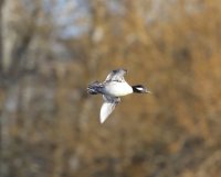 IMG_0002.jpg